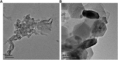 Human airway organoids as 3D in vitro models for a toxicity assessment of emerging inhaled pollutants: Tire wear particles